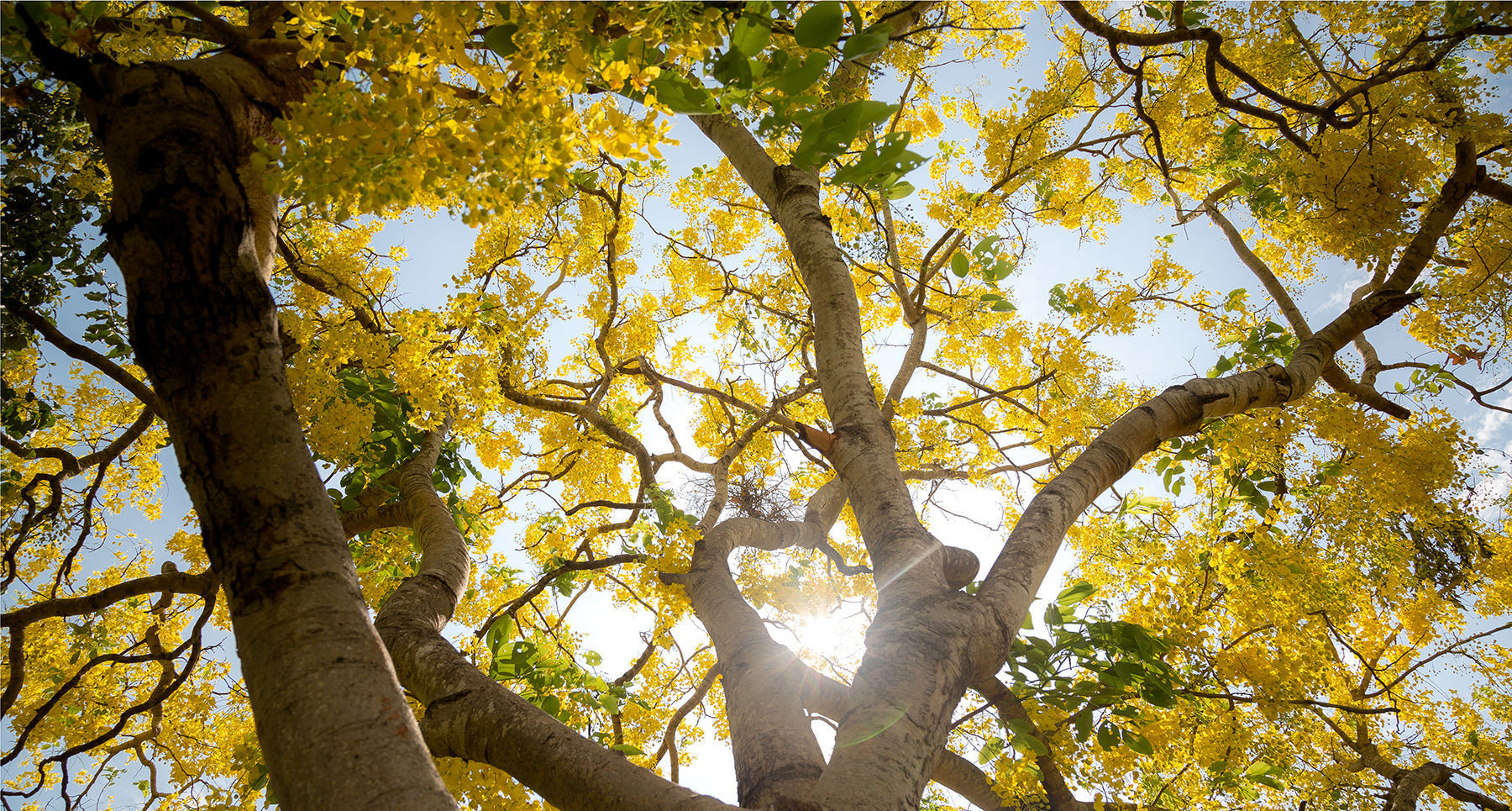 old beautiful tree in sunlight
