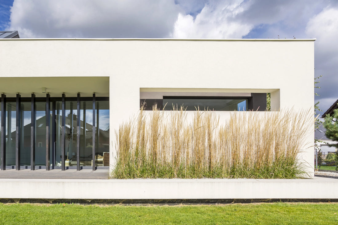 ornamental grass along modern luxurious estate