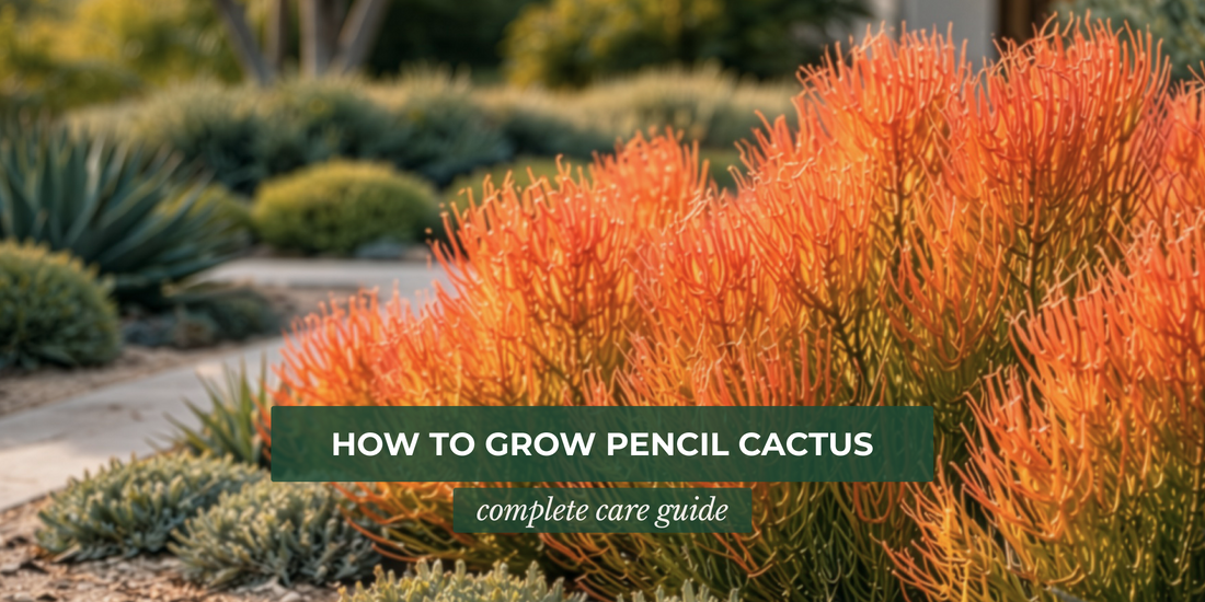 How to Grow Pencil Cactus: Complete Care Guide