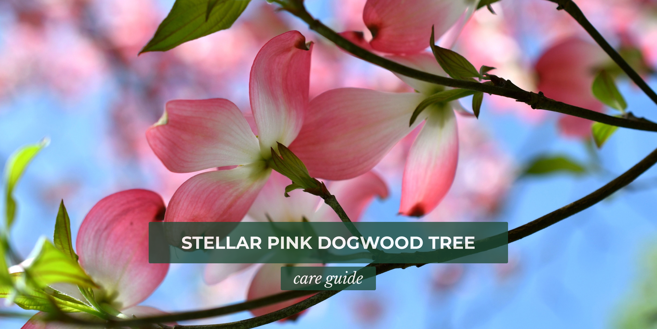 Pink Dogwood Tree: Care Guide