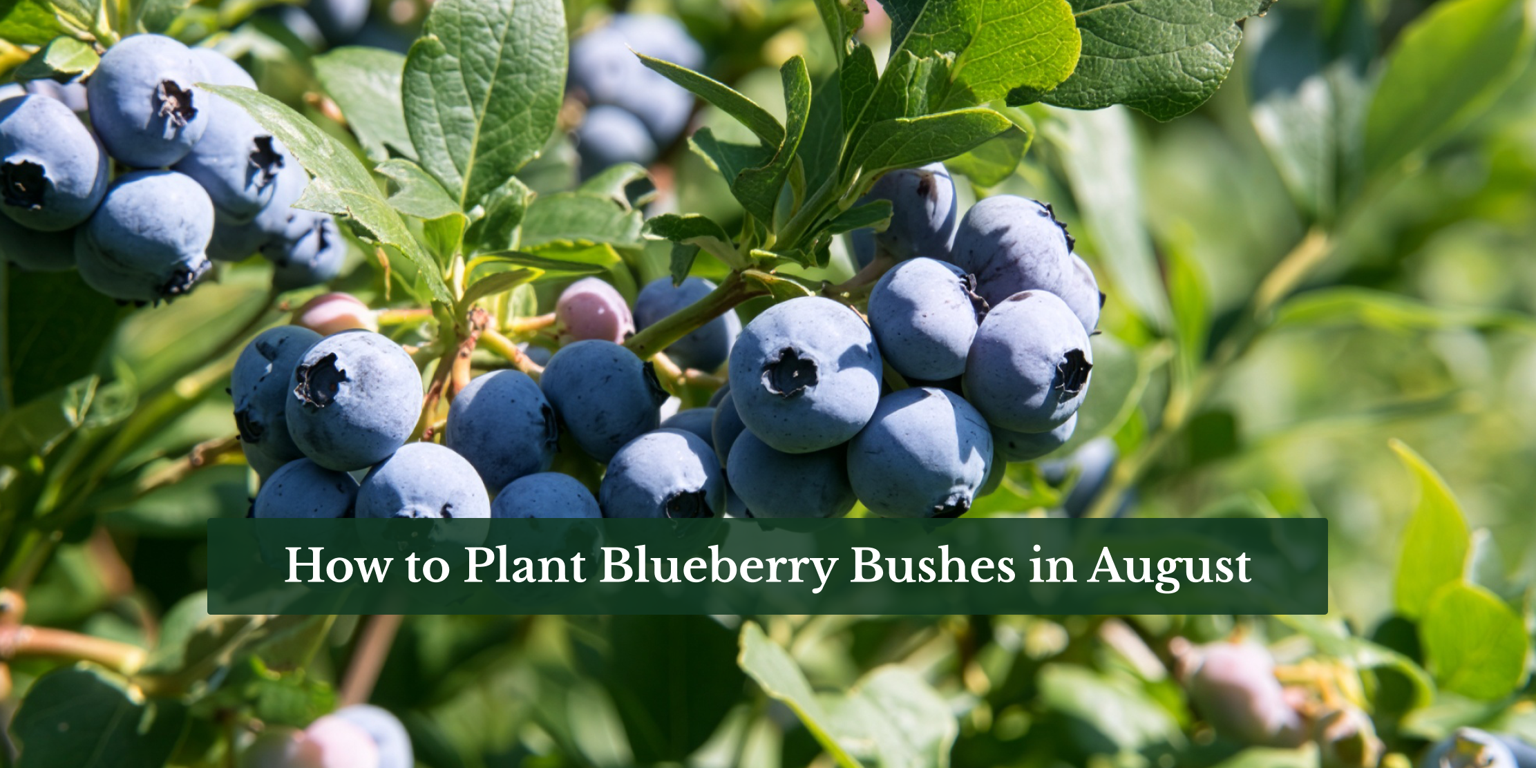 How to Plant Blueberry Bushes in August