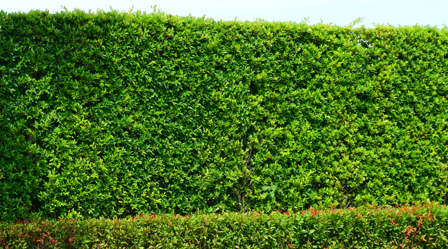 privacy hedge in yard 