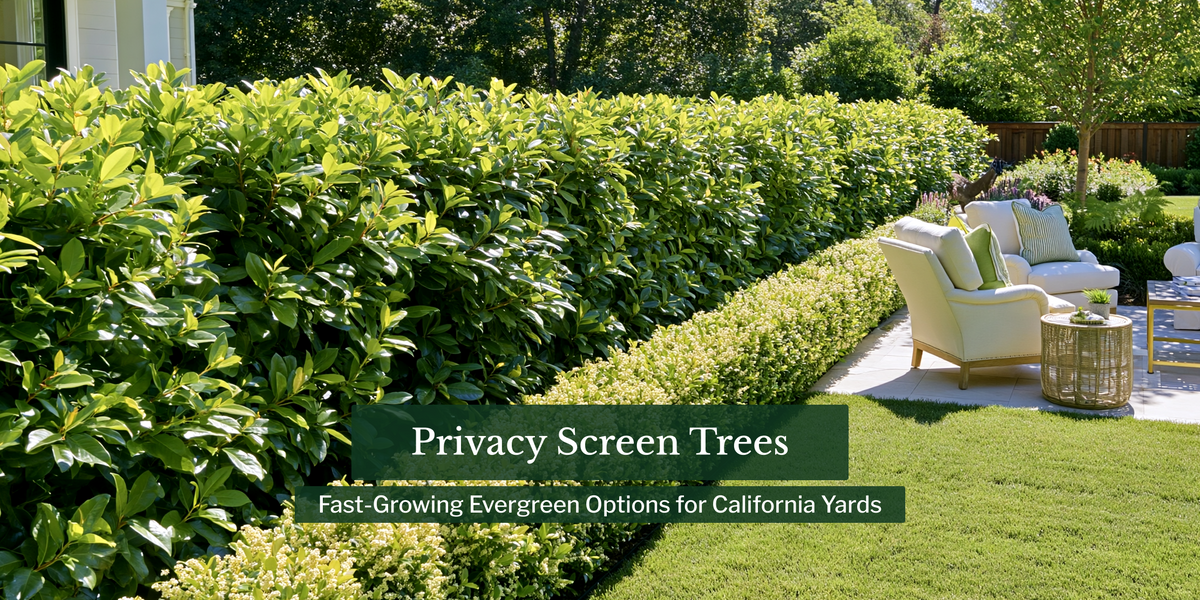 Privacy Screen Trees: Fast-Growing Evergreen Options for California Yards
