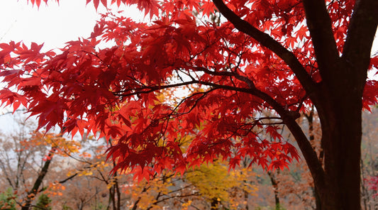 red maple tree, Acer rubrum