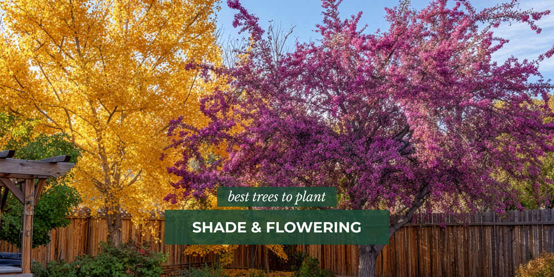 Best Trees to Plant: Shade & Flowering