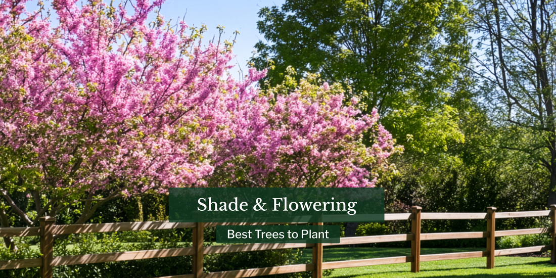 Best Trees to Plant: Shade & Flowering