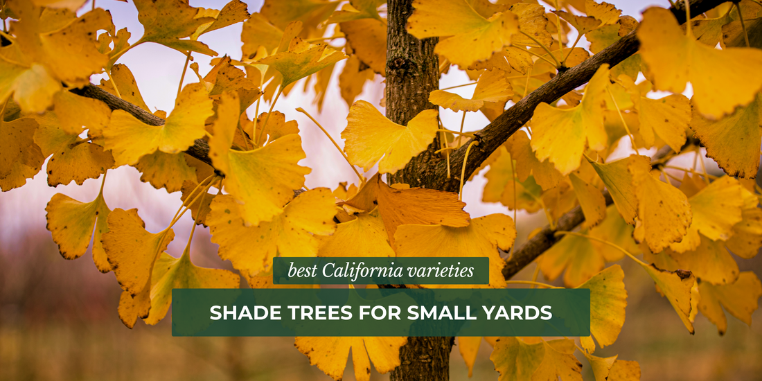 Shade Trees for Small Yards: Best California Varieties