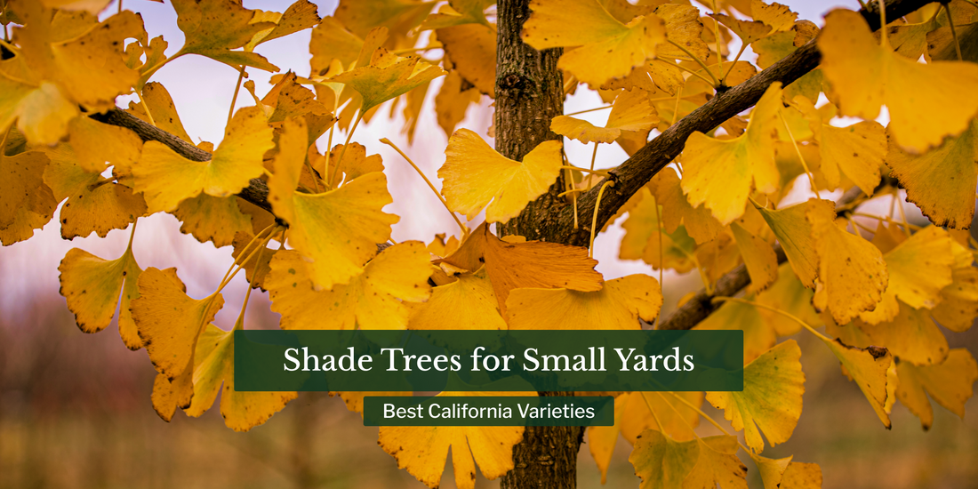 Shade Trees for Small Yards: Best California Varieties