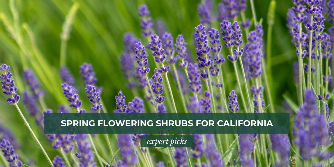 Spring Flowering Shrubs for California Gardens: Expert Picks