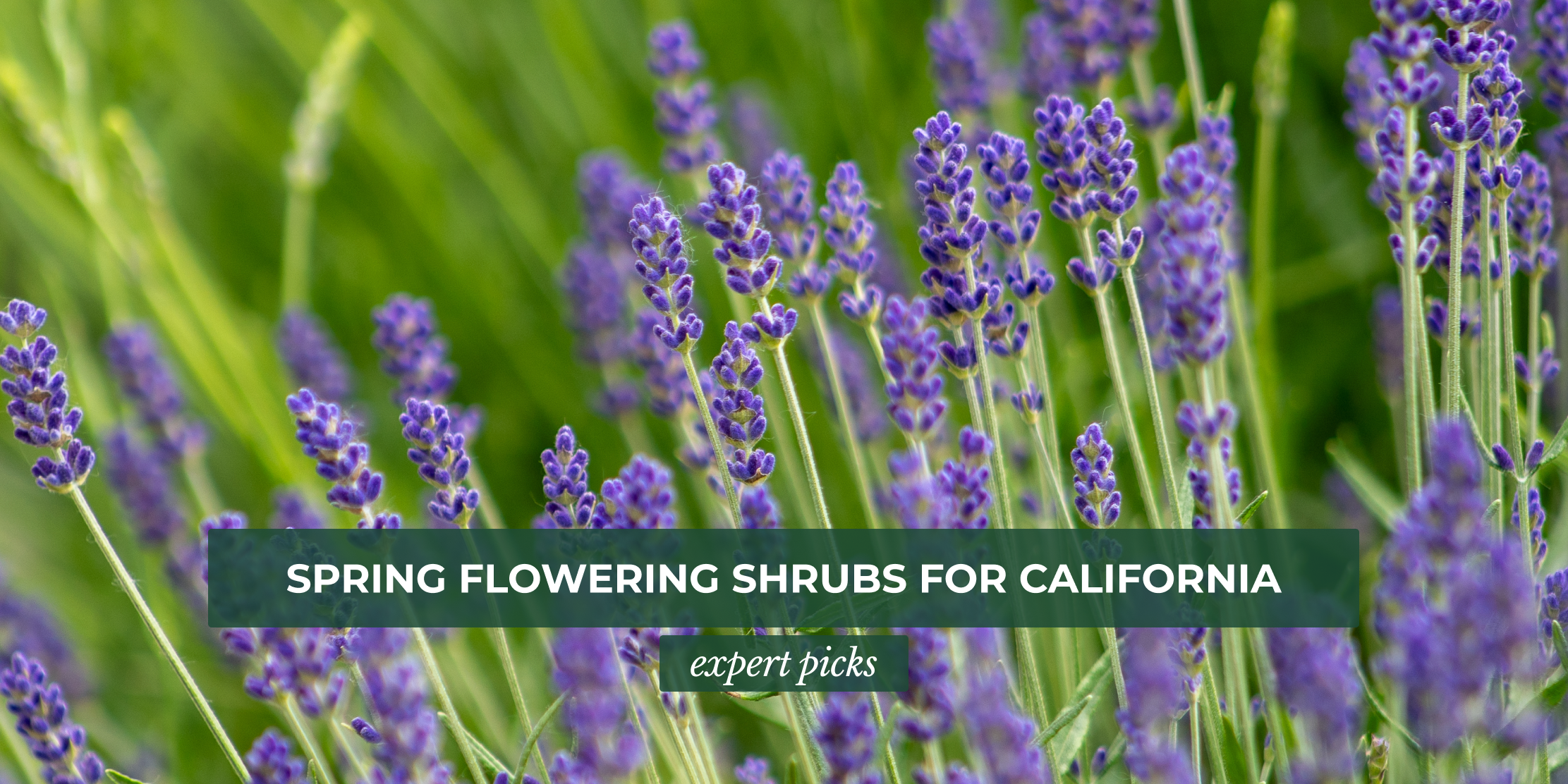 Spring Flowering Shrubs for California Gardens: Expert Picks