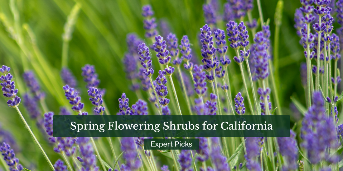 Spring Flowering Shrubs for California Gardens: Expert Picks