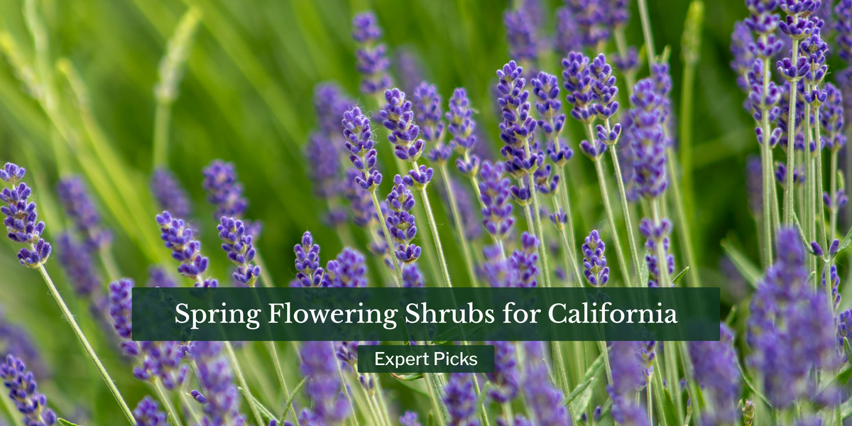 Spring Flowering Shrubs for California Gardens: Expert Picks