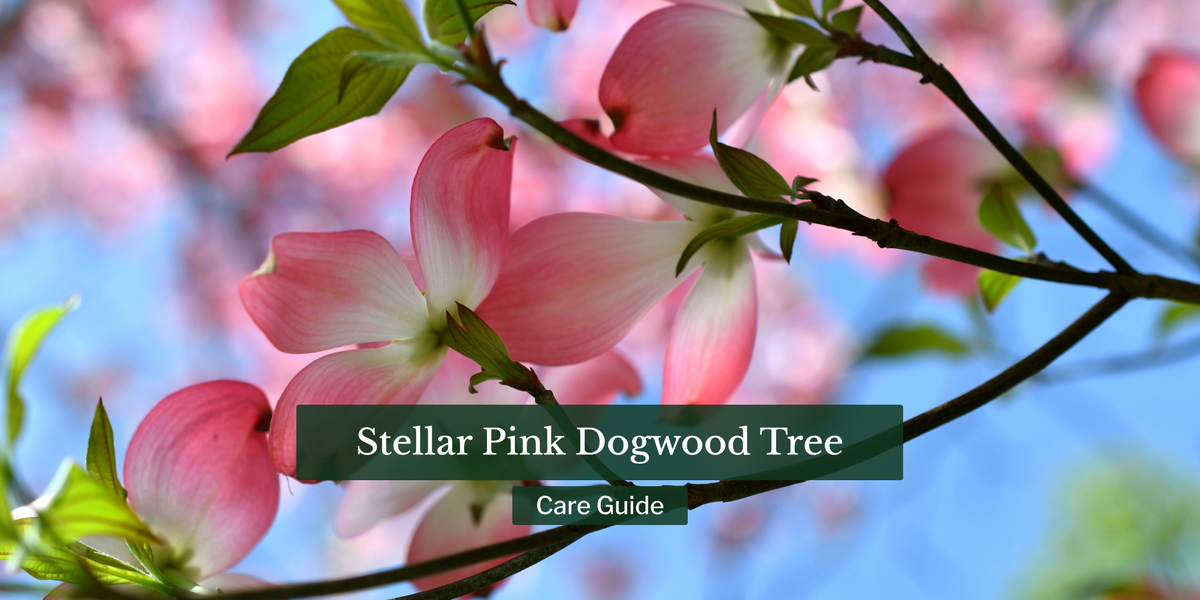 Pink Dogwood Tree: Care Guide
