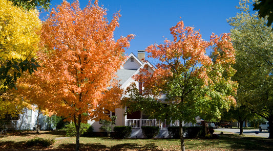 trees transitioning in the fall