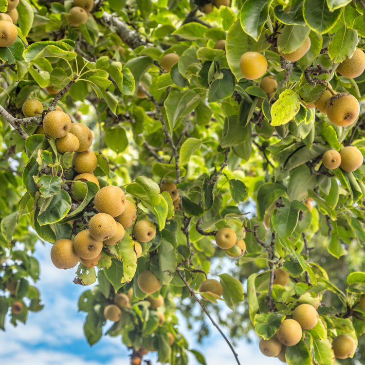 Ripe kumara fruit hanging from a 20th Century Asian Pear Tree.