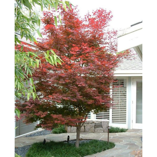 A Bloodgood Japanese Maple Tree stands in a yard with a stone walkway, showcasing a vibrant red hue.