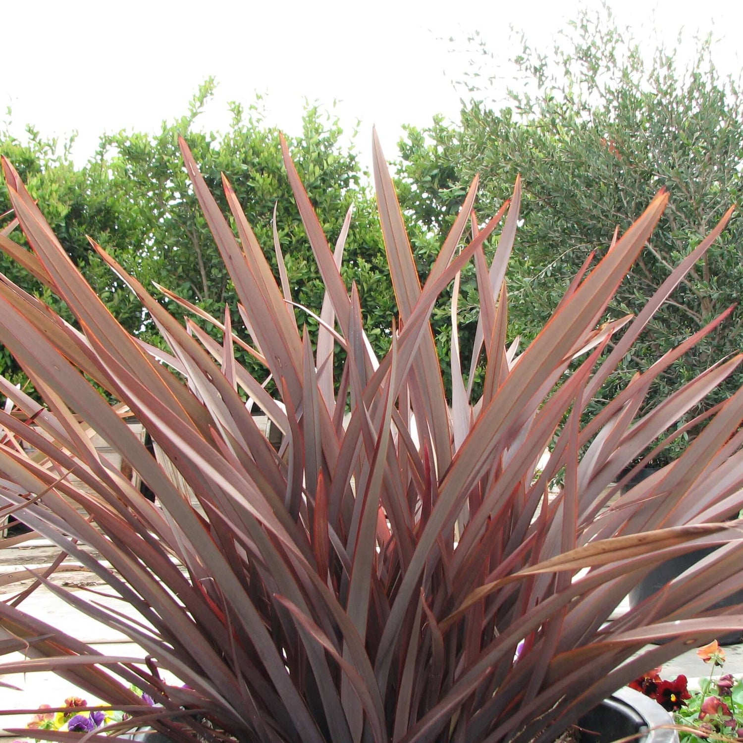 Amazing Red New Zealand Flax 