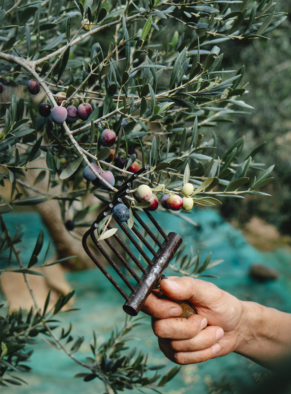 A person holding a metal rake over an Arbequina olive tree.