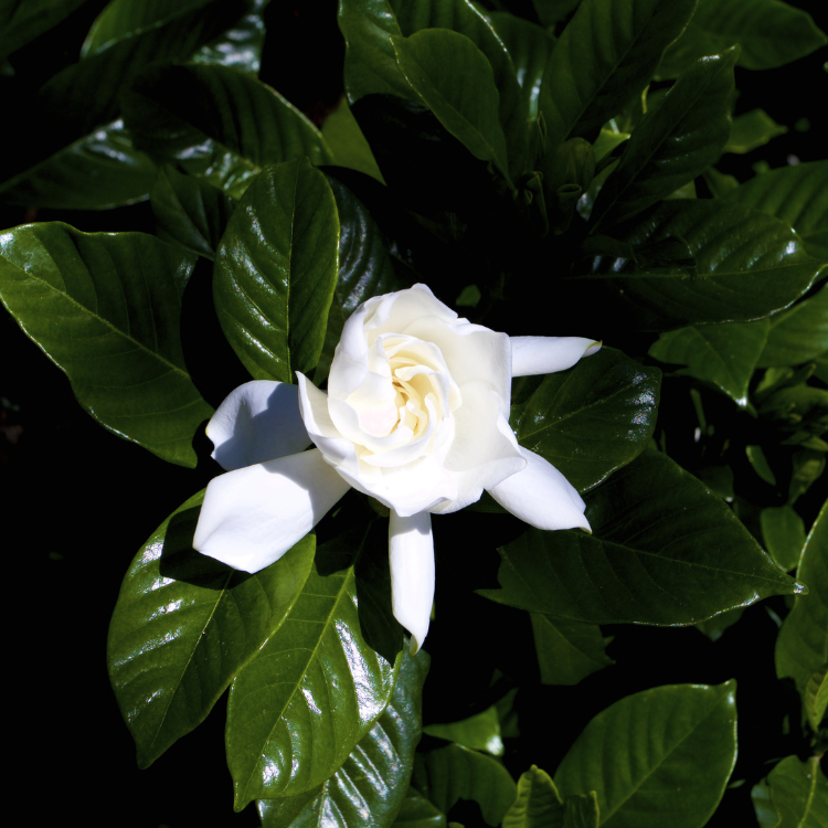 August Beauty Gardenia Shrub: A beautiful shrub with fragrant white flowers blooming in August.