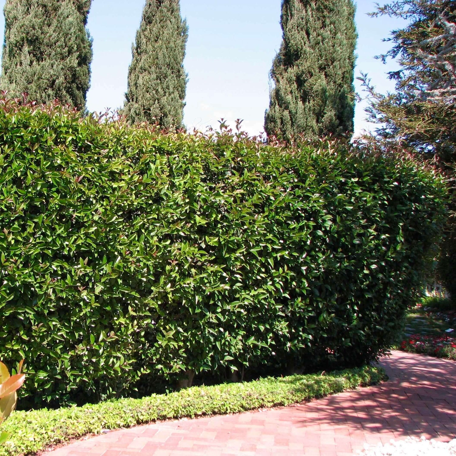 Australian Brush Cherry 