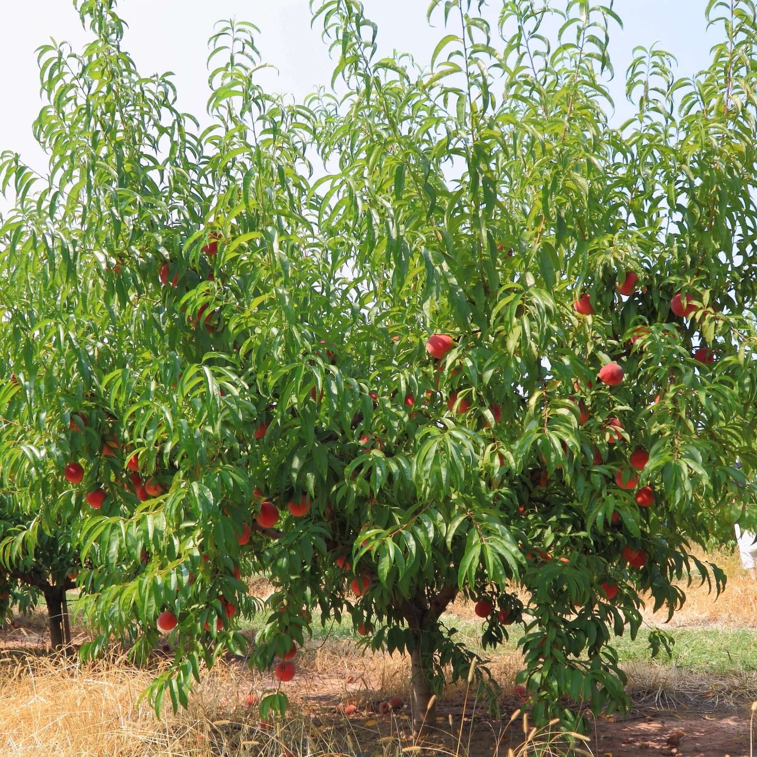 Babcock Peach Tree 