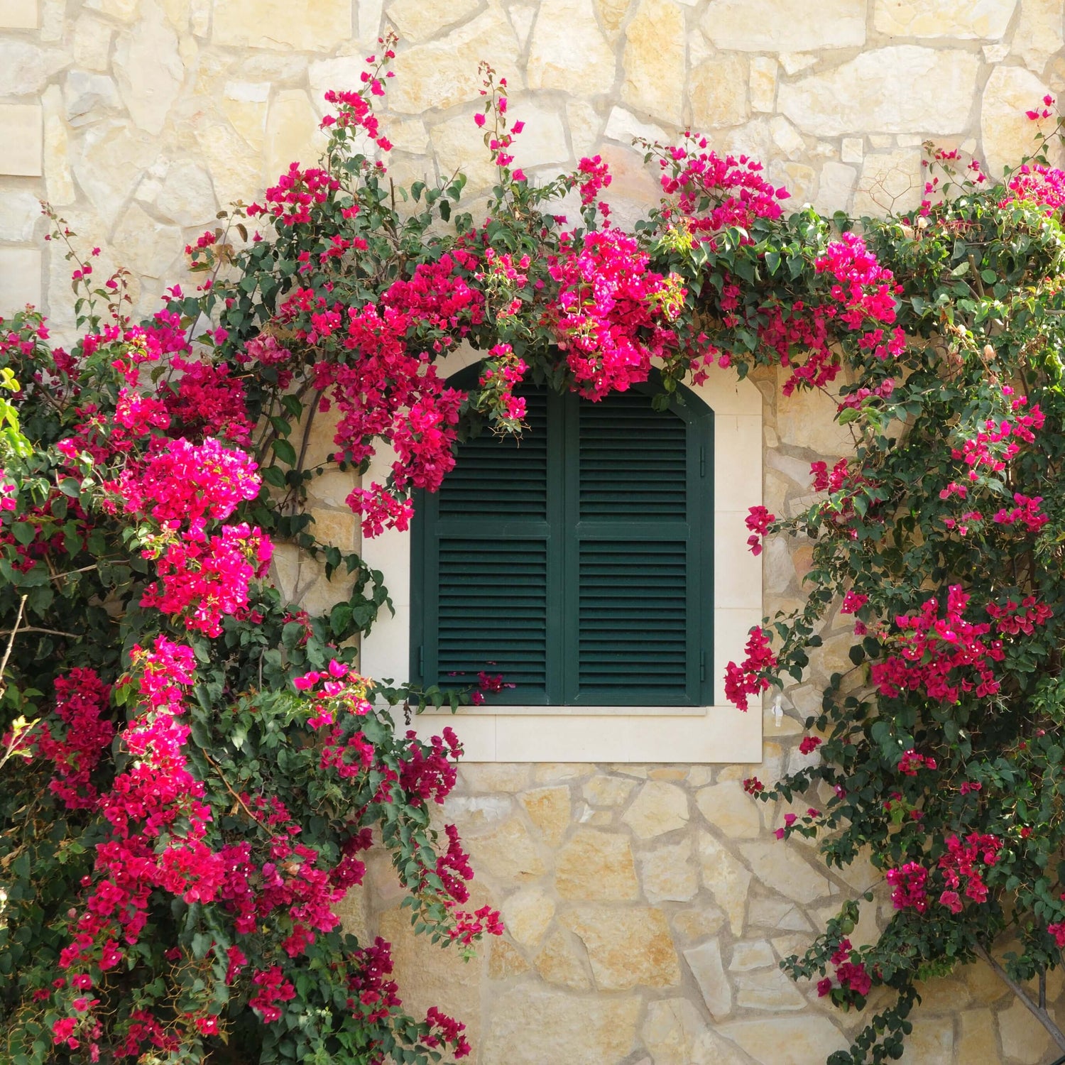 Barbara Karst Bougainvillea 