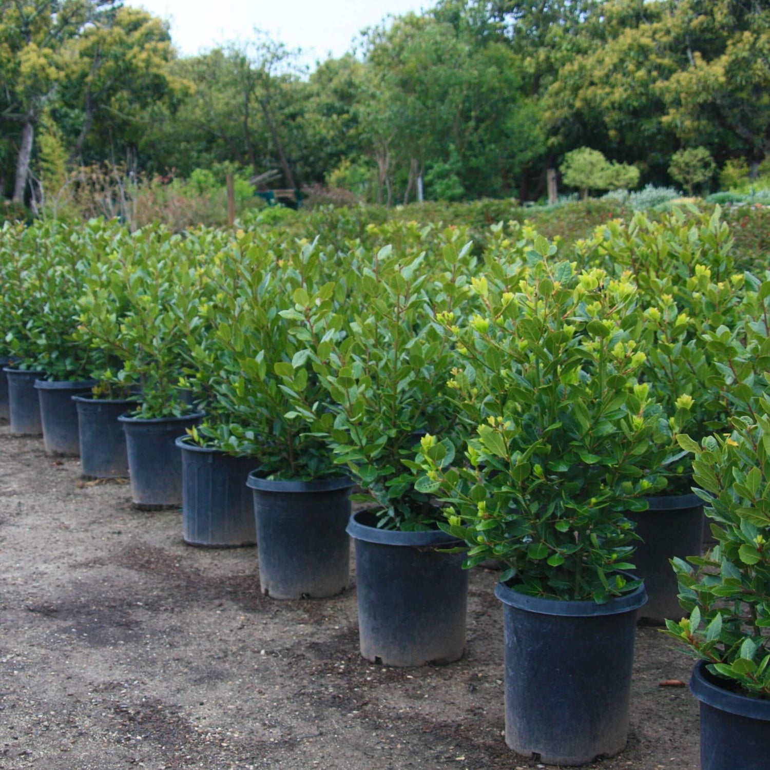 Bay Laurel shrubs in containers 