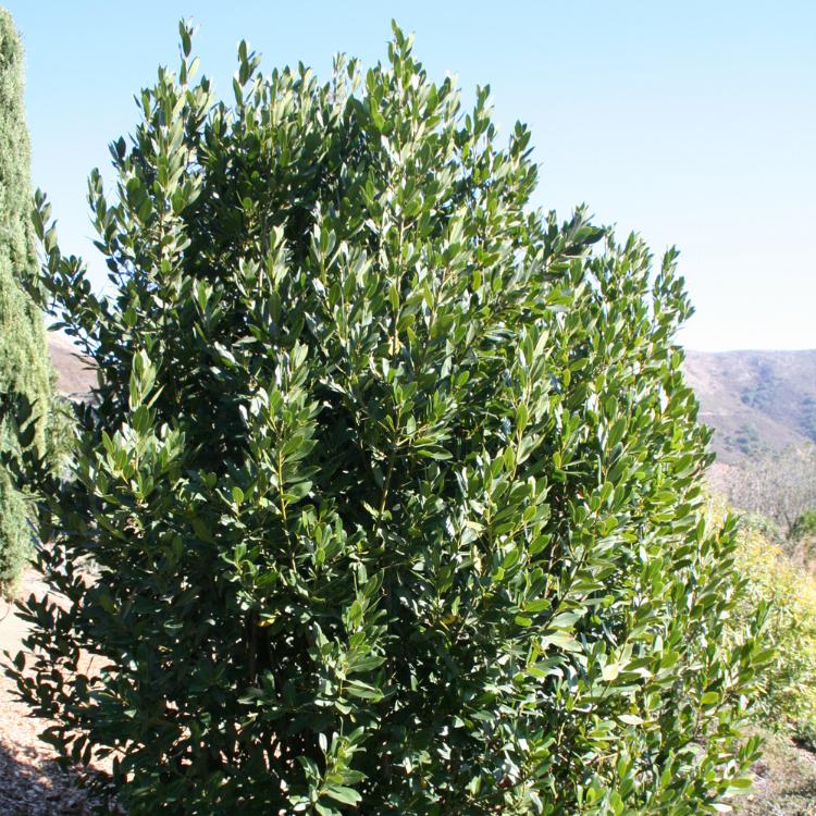 A bay laurel shrub with dense foliage and numerous leaves, creating a lush and vibrant bush.