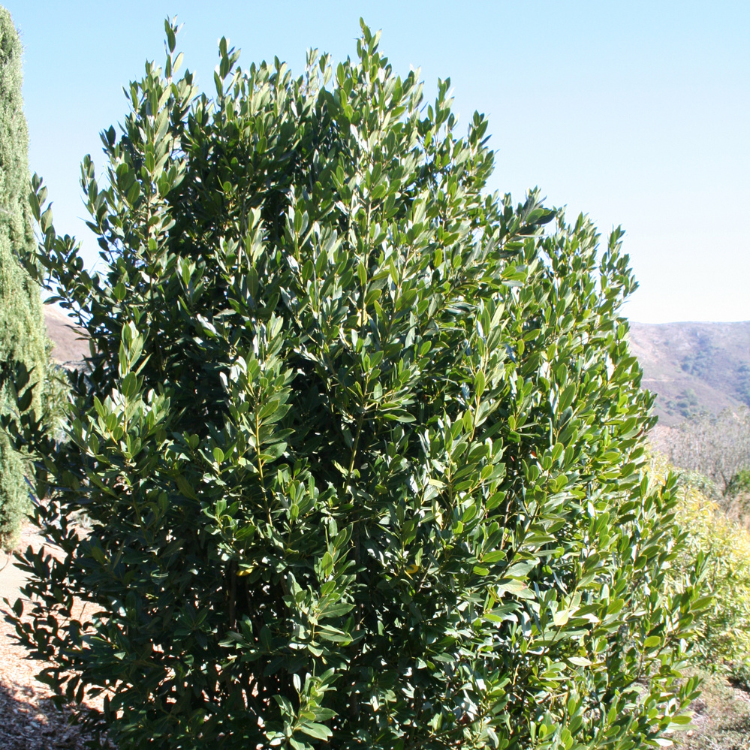 Bay Laurel – Plants Express