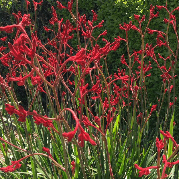 Red Kangaroo Paw Plant 