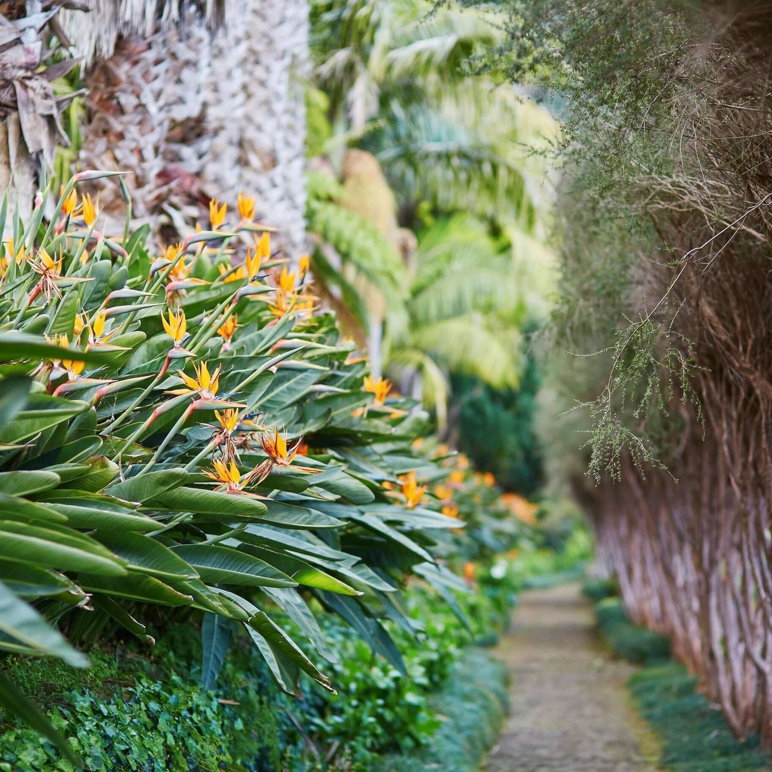 Bird of Paradise 