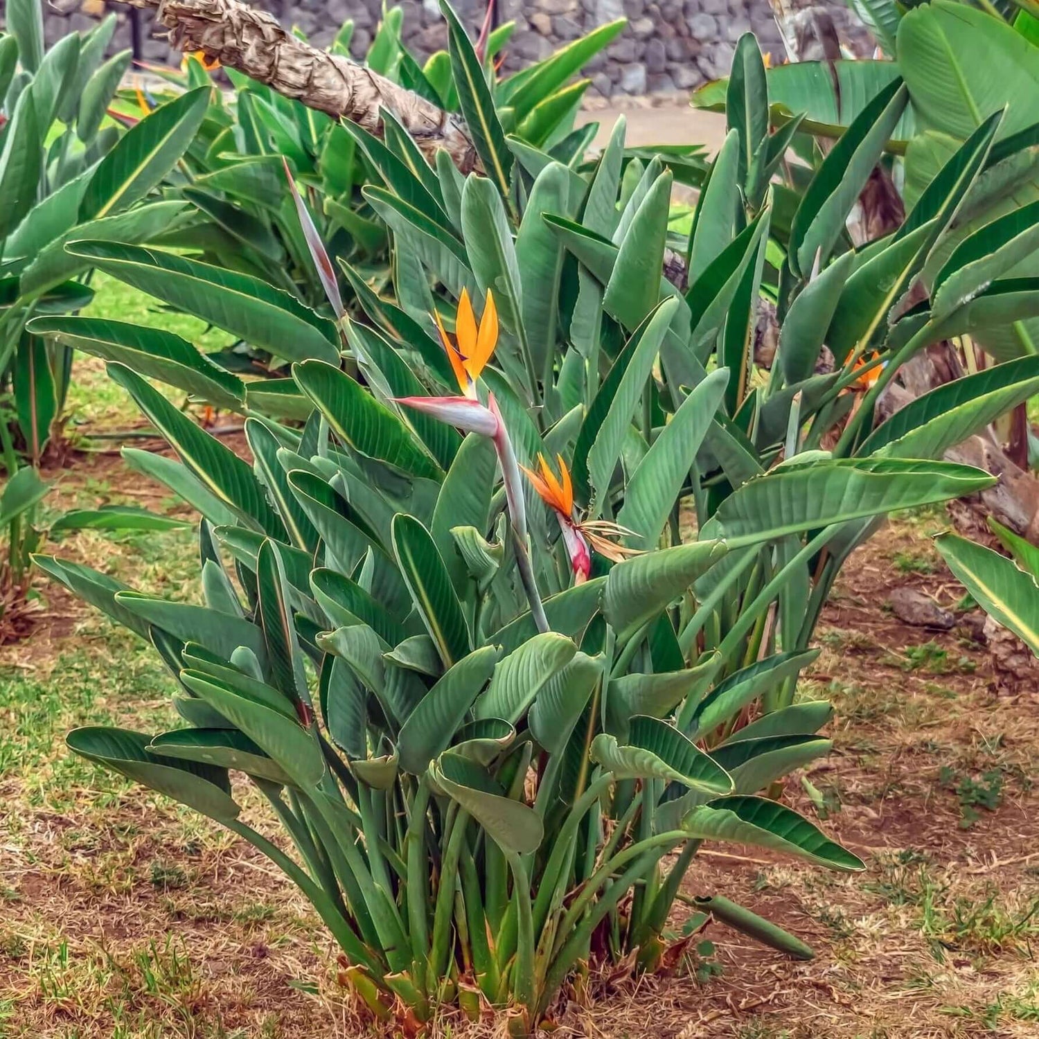 Lovely Bird of Paradise in a garden 