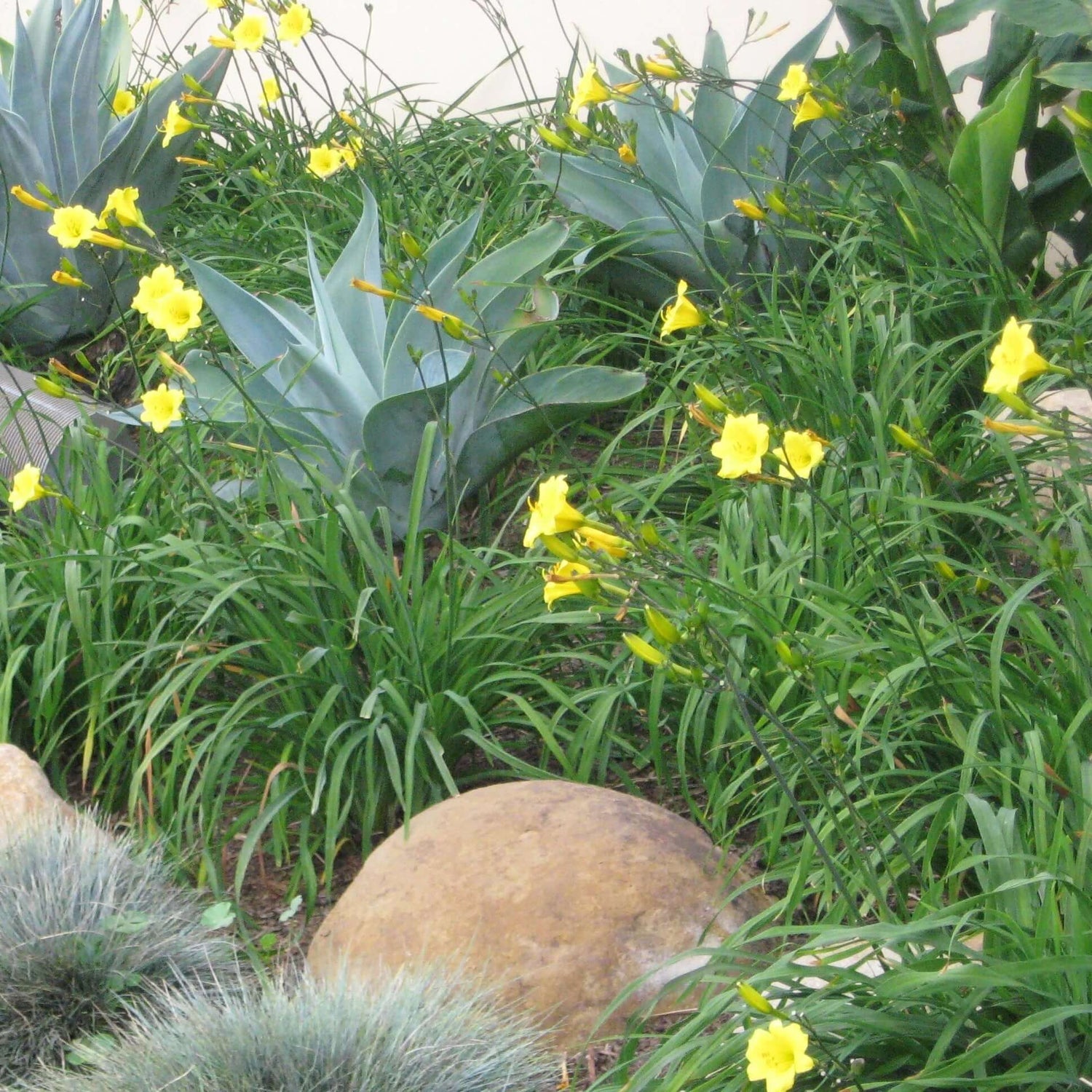 Bitsy Daylily 