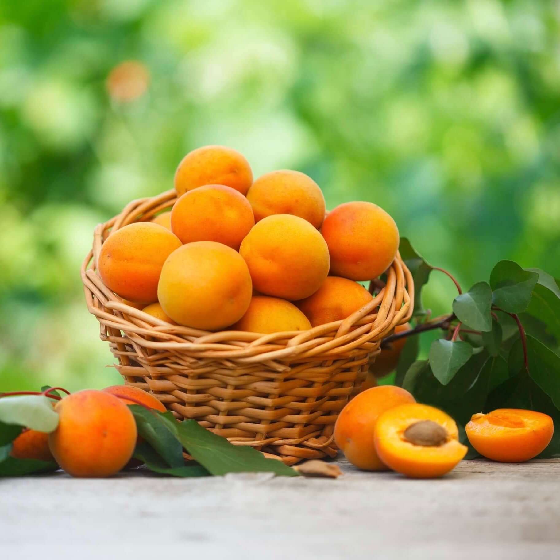 Apricot Trees | Plants Express