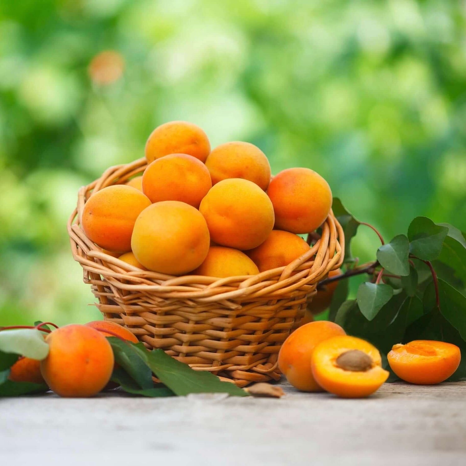 Grow your own apricots at home