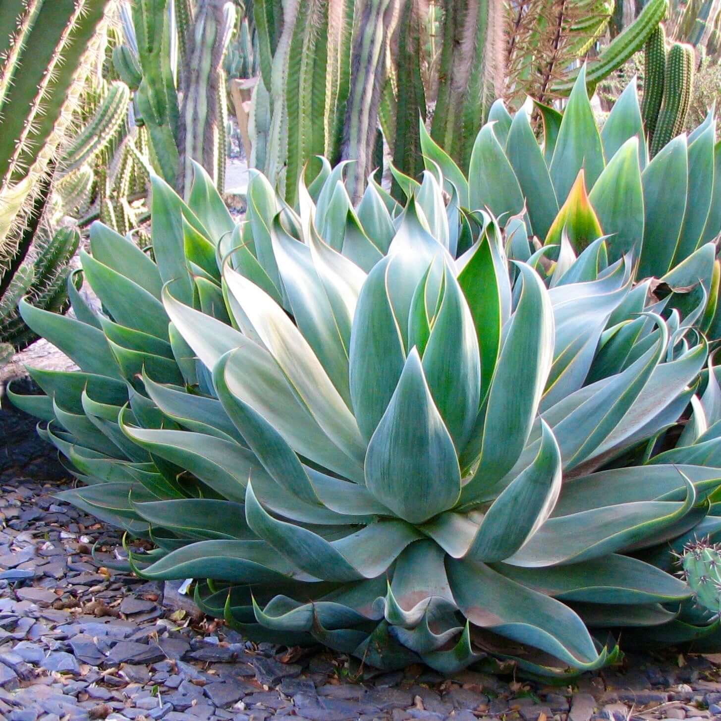 Agave Blue Flame succulent in yard 