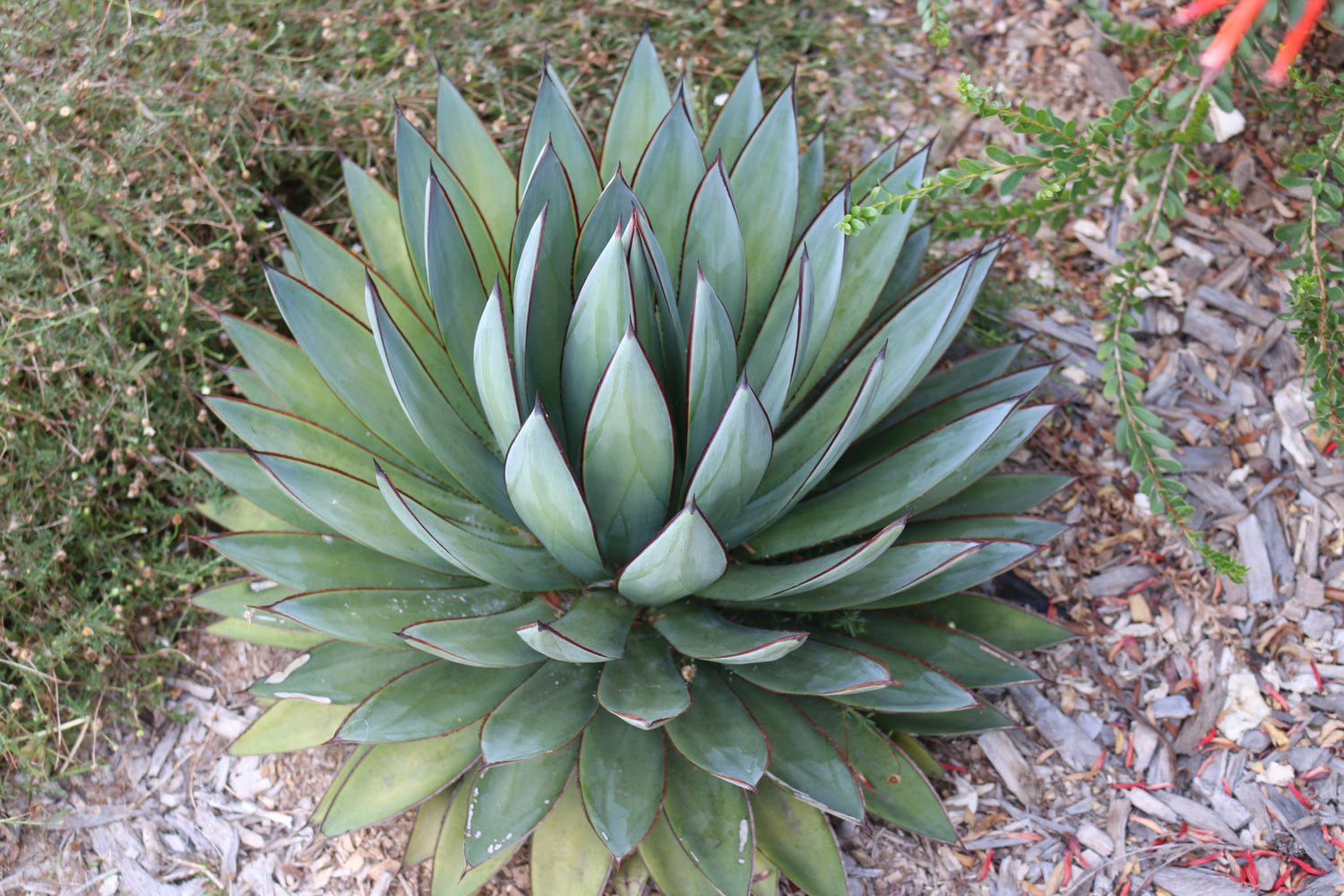 A blue glow agave plant with a vibrant green center.