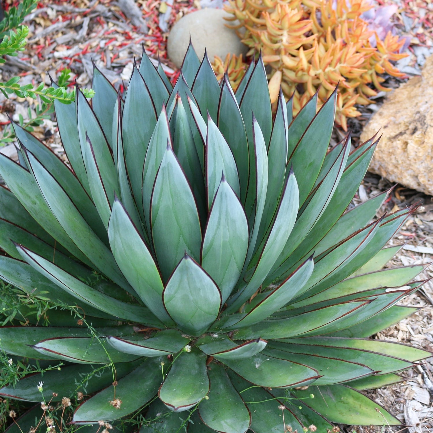 Agave Blue Glow 