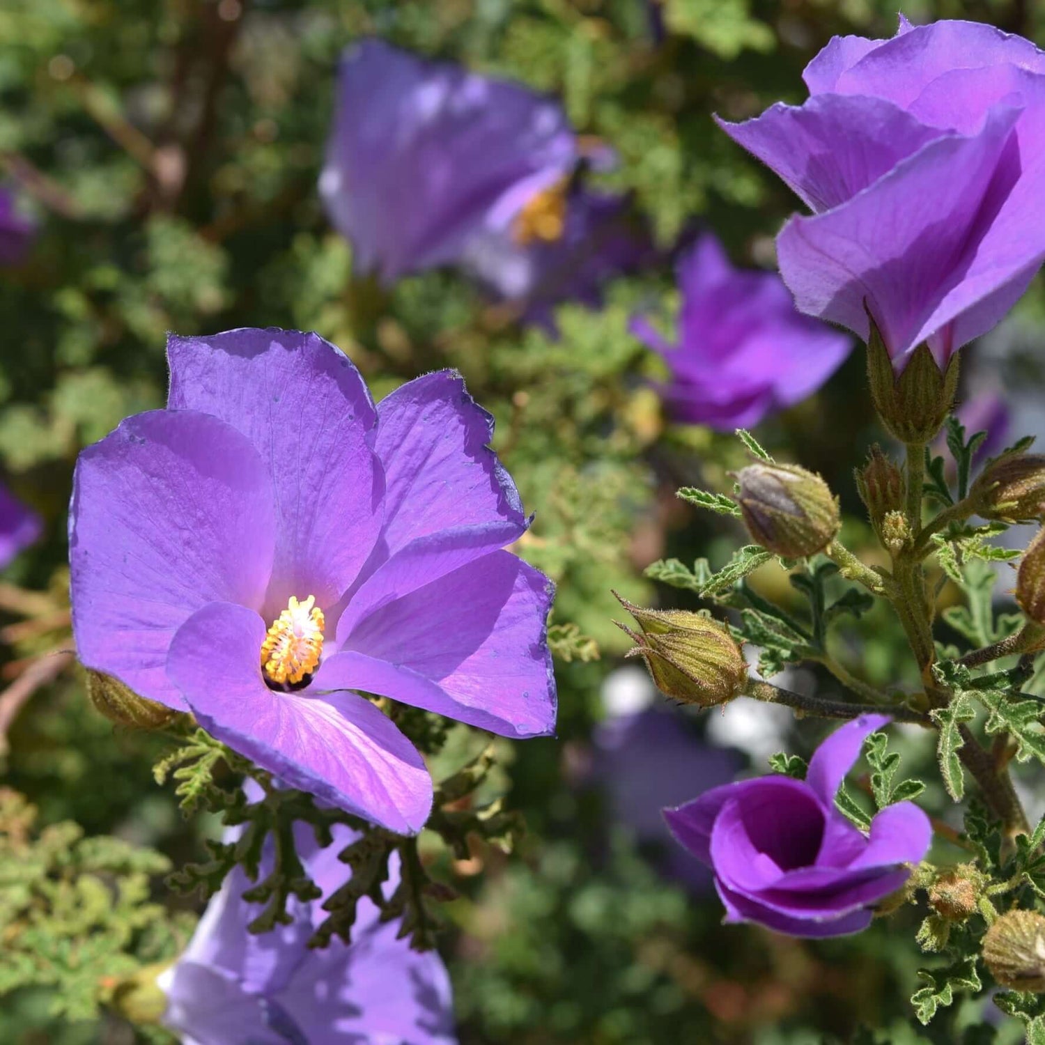 Blue Hibiscus