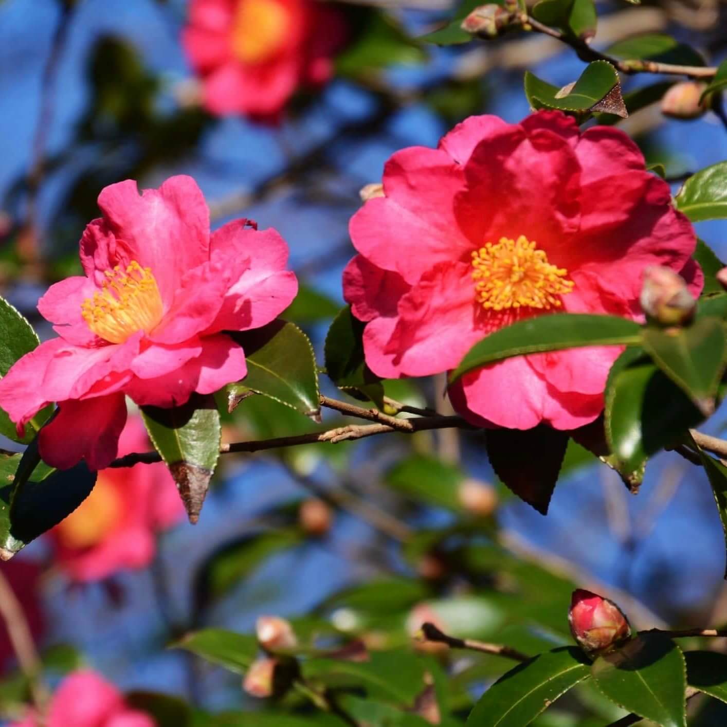 Fall Bloomers