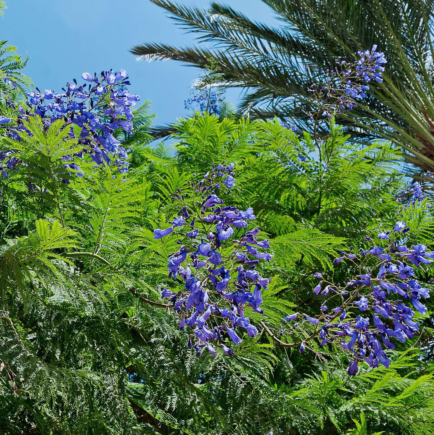 Blue Tree Mini Trees with Blue Flowers | Plants Express