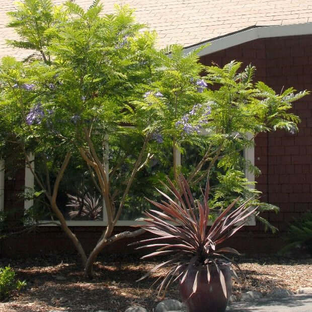 Bonsai Blue Jacaranda Tree 