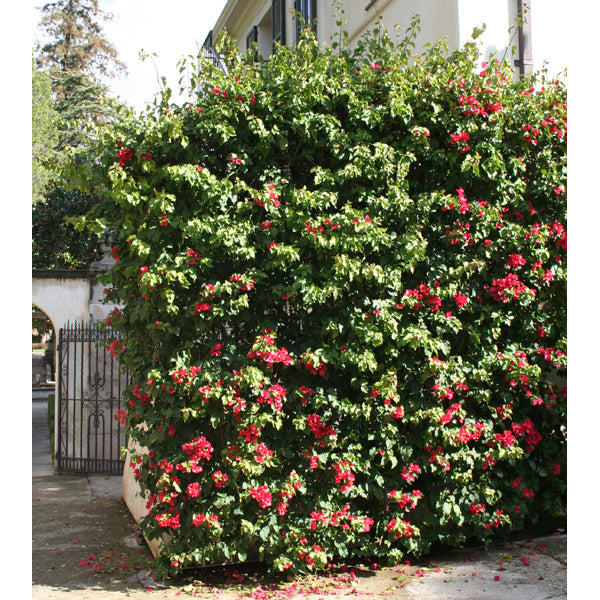 A hedge adorned with vibrant red flowers, specifically Barbara Karst Bougainvillea.