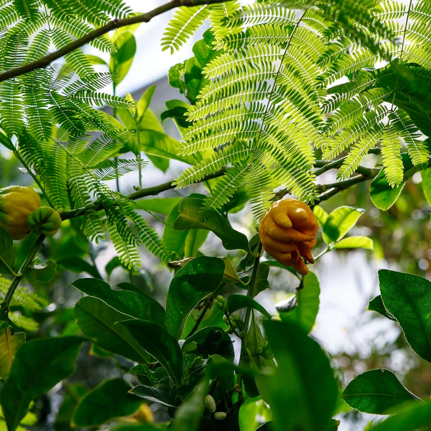 Buddha's Hand Citron Tree 