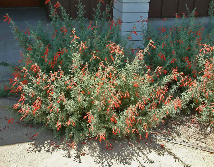 California Fuchsia