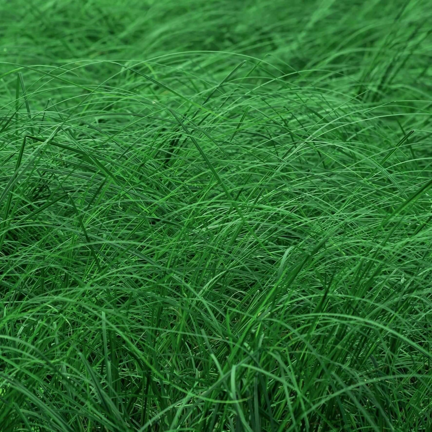 California Field Sedge 