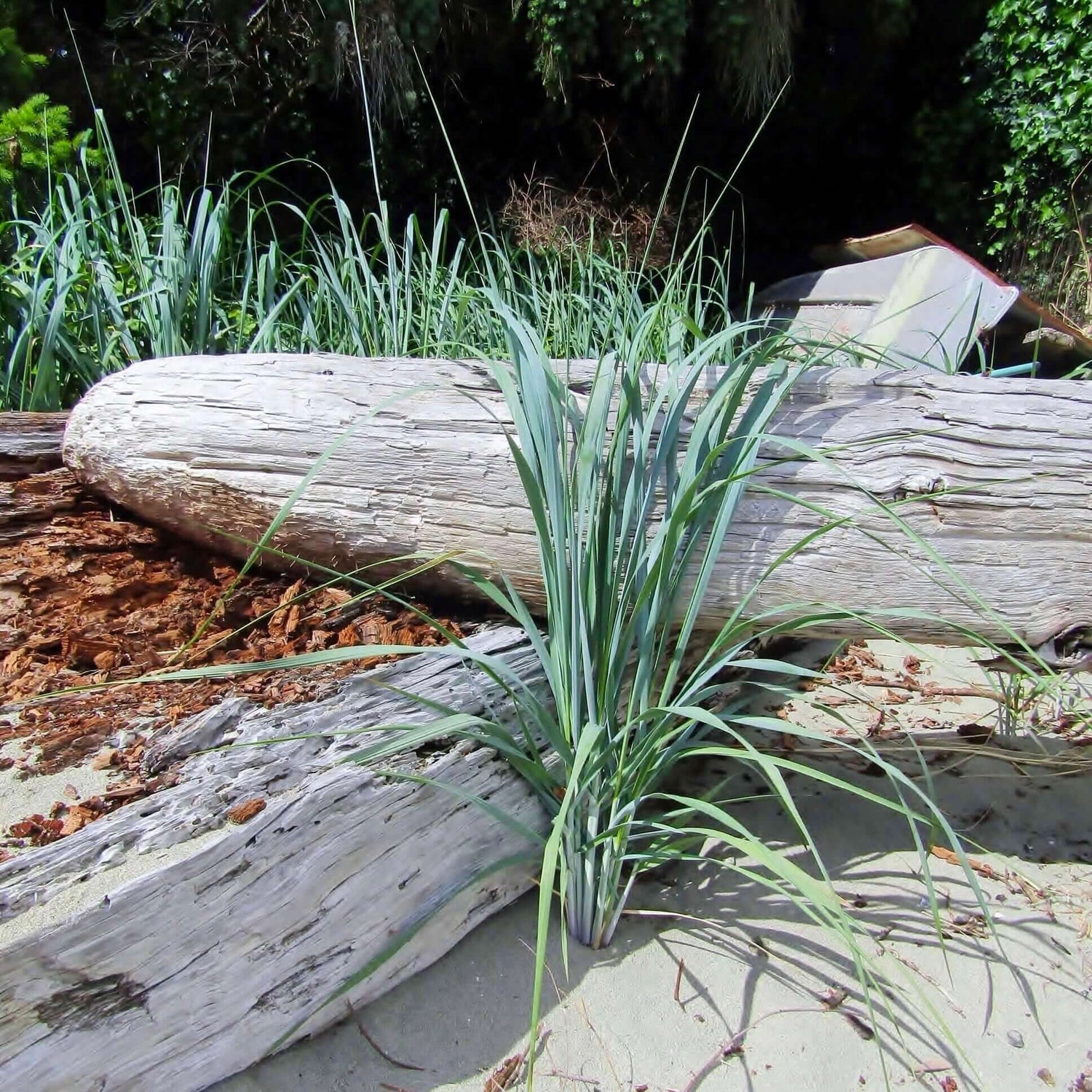 Canyon Prince Wild Rye