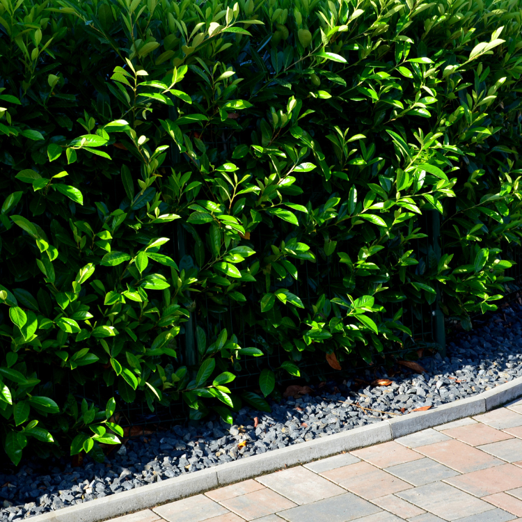 Carolina Cherry Laurel Privacy Hedge: Dense evergreen shrubs with glossy leaves, providing a lush and impenetrable screen for privacy.