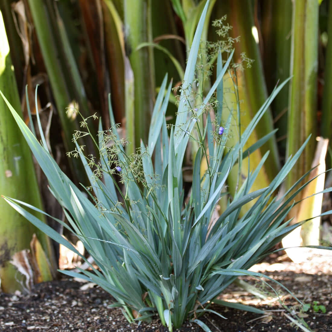 Cassa Blue Flax Lily 