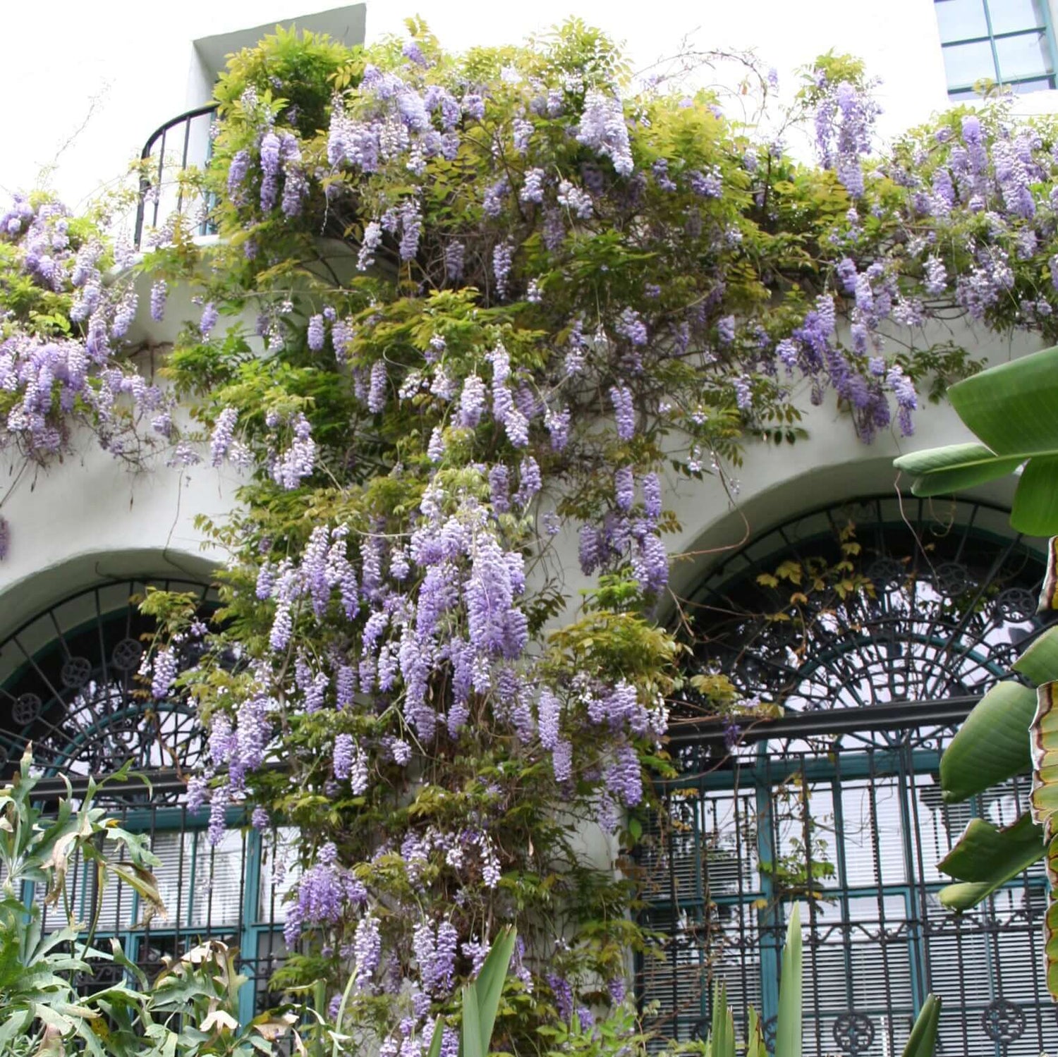 Chinese Wisteria Vine growing on the outside of a home 